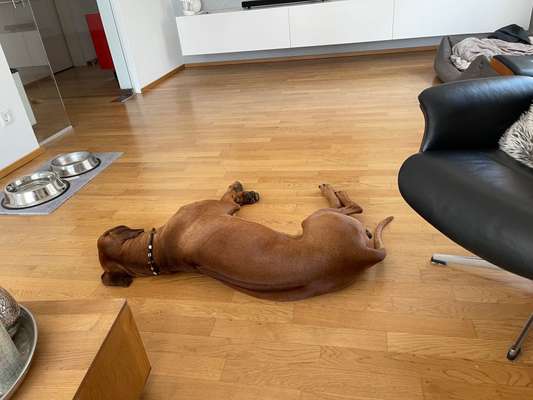 Rhodesian Ridgeback-Beitrag-Bild