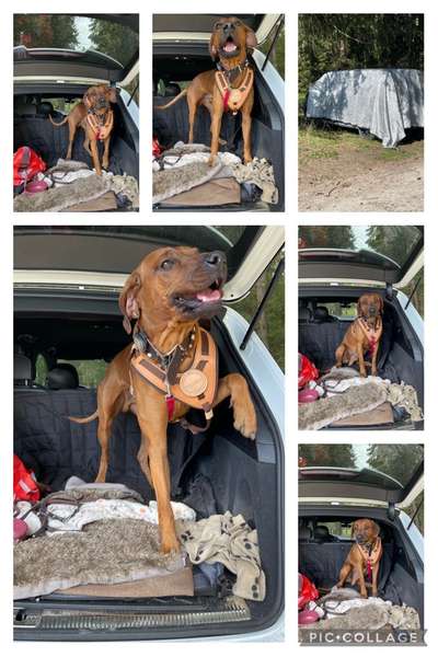 Rhodesian Ridgeback-Beitrag-Bild
