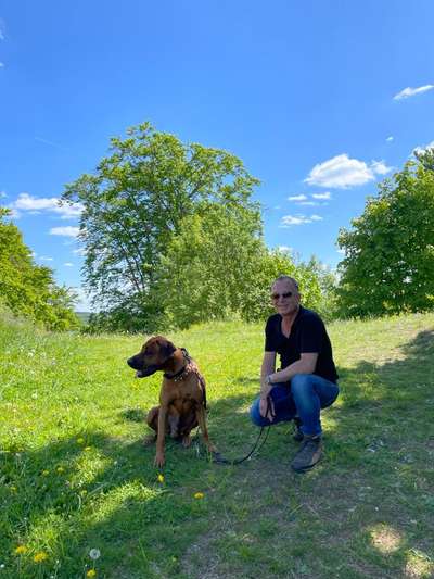 Rhodesian Ridgeback-Beitrag-Bild