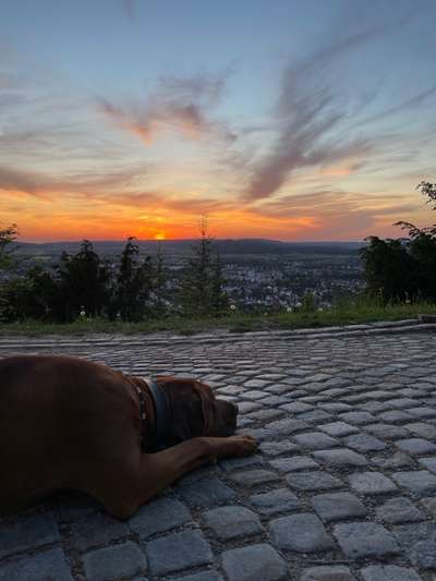 Rhodesian Ridgeback-Beitrag-Bild