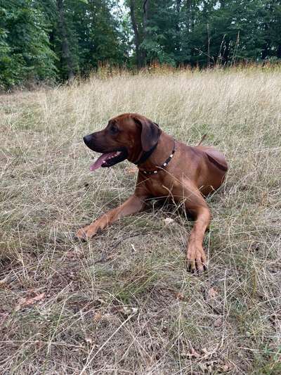 Rhodesian Ridgeback-Beitrag-Bild