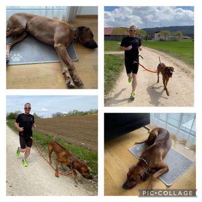 Rhodesian Ridgeback-Beitrag-Bild