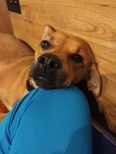 Welpenfotos-Beitrag-Bild