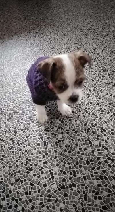 Welpen Bilder !-Beitrag-Bild