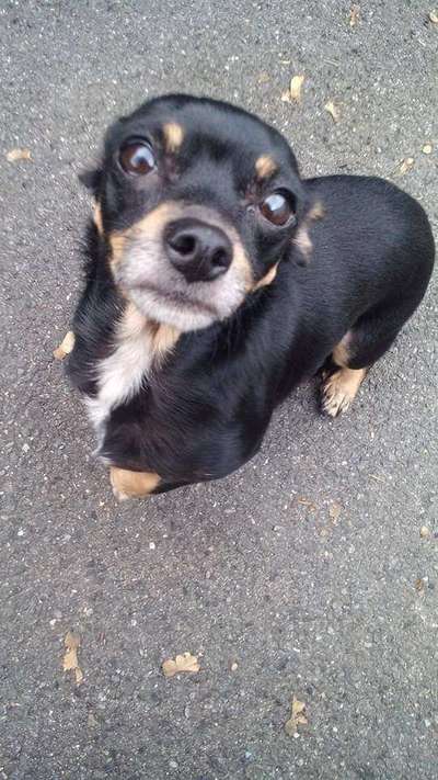 Unsere Fellnasen im Regenbogenland-Beitrag-Bild