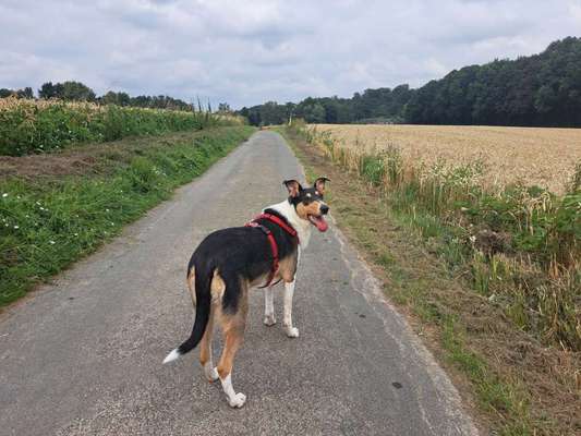 Hundetreffen-Gassifreunde-Bild