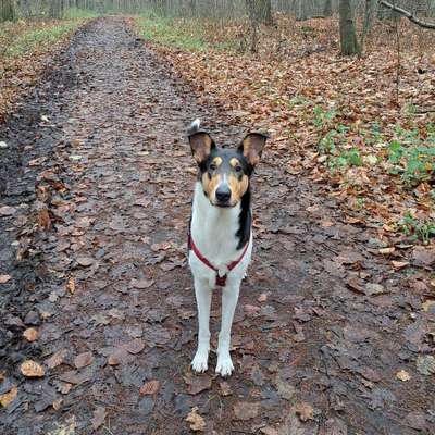 Hundetreffen-Gassifreunde-Bild