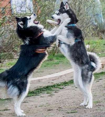 Cora und Amy beim spielen .-Beitrag-Bild