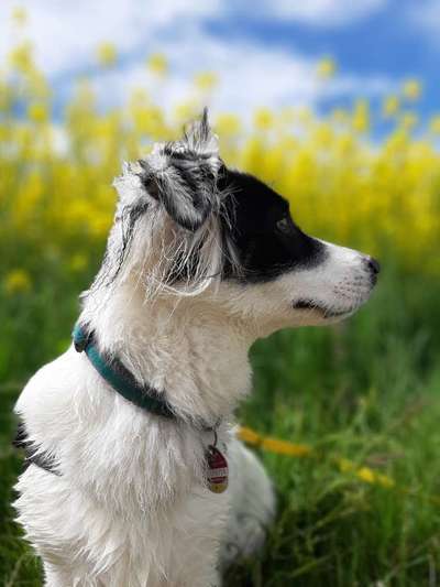 Die Dogorama Monats Challenge "Es grünt und blüht"-Beitrag-Bild