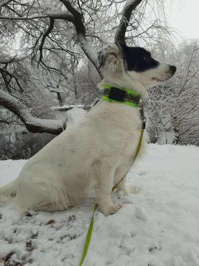 Jack Russell Terrier-Beitrag-Bild