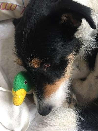 Dogorama Photo Challenge - Hundeblick zum hinschmelzen-Beitrag-Bild