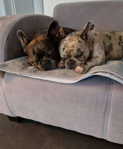 Französische Bulldoggen-Beitrag-Bild