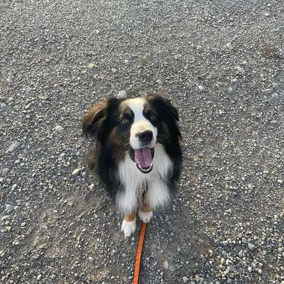 Hundetreffen-Social Walk-Bild