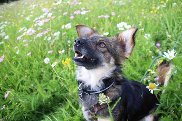 Dogorama Foto Aktion - Dein Hund im Dogorama Büro-Beitrag-Bild