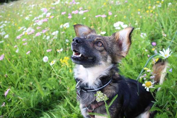 Dogorama Foto Aktion - Dein Hund im Dogorama Büro-Beitrag-Bild