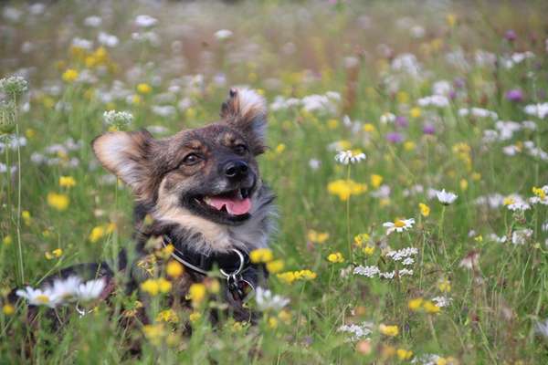 Dogorama Foto Aktion - Dein Hund im Dogorama Büro-Beitrag-Bild