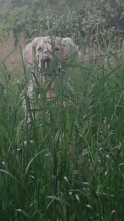 5. Hund im hohen Gras-Beitrag-Bild