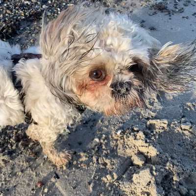 Hundetreffen-Spielen und Spazieren-Bild