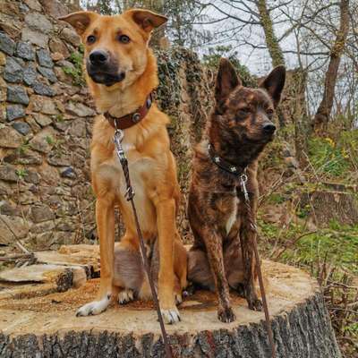 Ist das ein...?-Beitrag-Bild