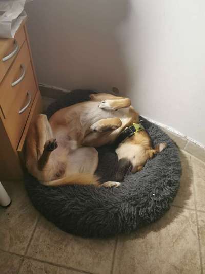 Verrückte Schlafpositionen-Beitrag-Bild