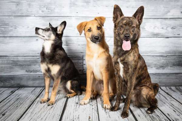 Auslandstierschutz-Beitrag-Bild