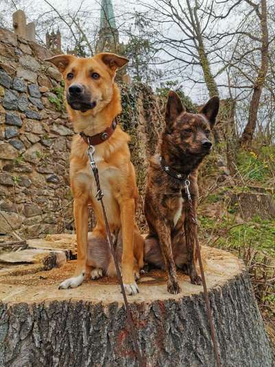 Auslandstierschutz-Beitrag-Bild