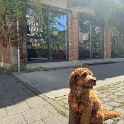 Hundetreffen-Hundefreund gesucht🥰-Bild
