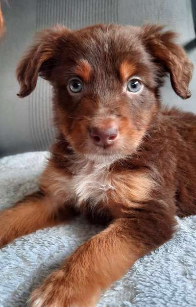 Welpen Bilder !-Beitrag-Bild