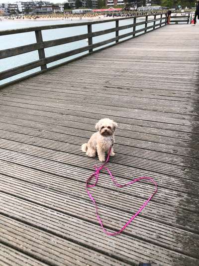 Bolonka Zwetna Freunde-Beitrag-Bild