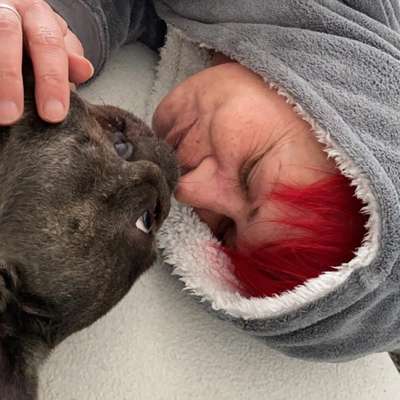 Hundetreffen-Bulli Treffen am zwenkauer See