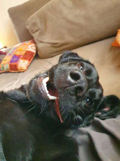 Bild wo euer Hund quatsch macht-Beitrag-Bild