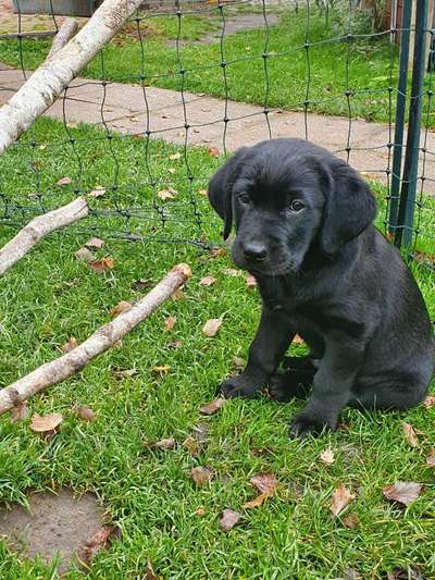 Welpen Bilder !-Beitrag-Bild