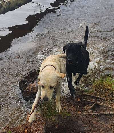 Hunde in Action-Beitrag-Bild