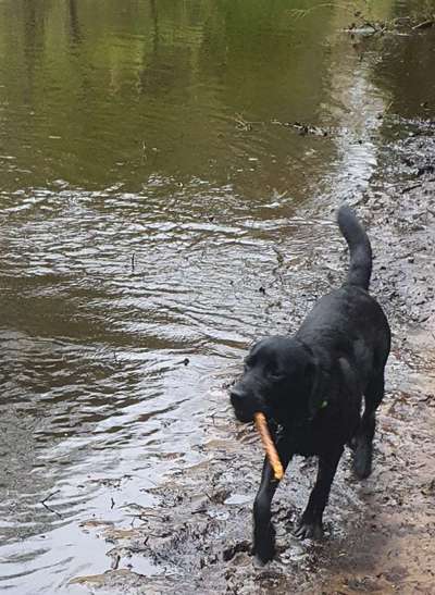 Zeigt her eure Junghunde :)-Beitrag-Bild