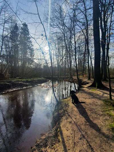 Hundetreffen-Morgendliche Gassirunde mit Freilauf, Spielen und kleinen Trainingseinheiten-Bild