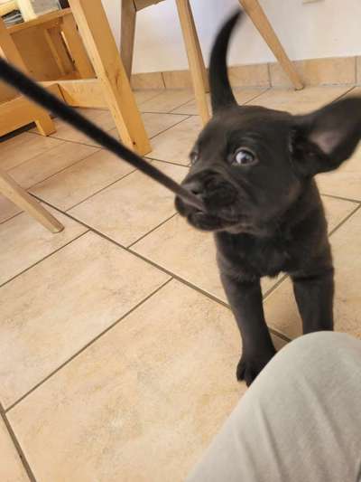 Zeigt euren Hund wo er was lustiges macht als Welpe-Beitrag-Bild