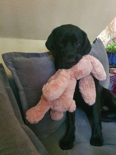 Labradorfans-Beitrag-Bild