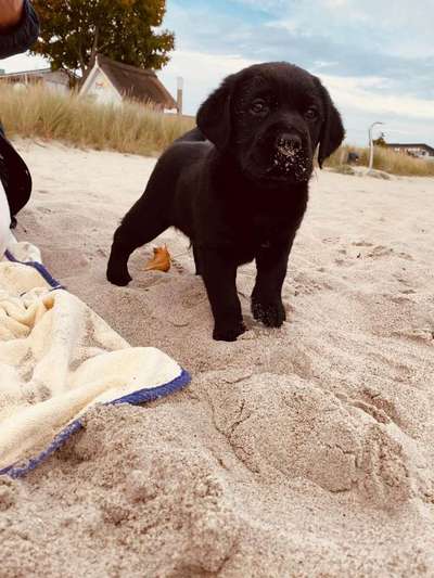 Dogorama Photo Challenge - Tierischer Urlaub-Beitrag-Bild