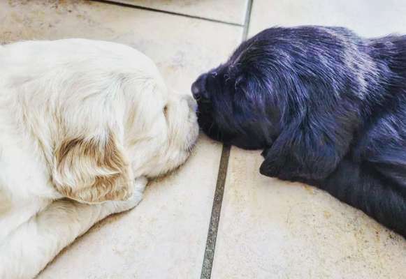 98.Fotochallange  - Hunde zeigen Zuneigung-Beitrag-Bild