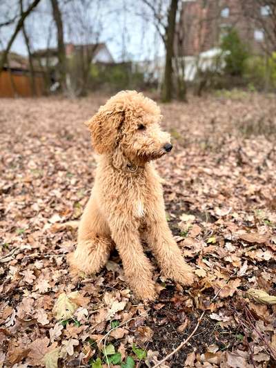 Hundetreffen-Spiel- und Lernpartner gesucht-Bild