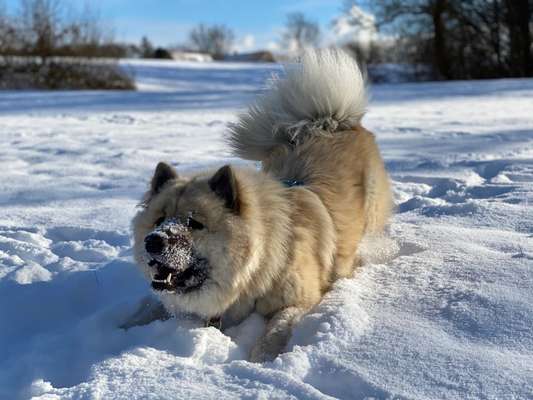 Zeigt die schönsten Schneebilder von eurer Fellnase ❄️-Beitrag-Bild