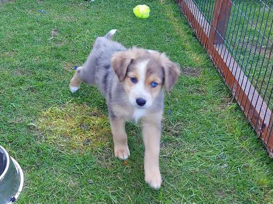 Die Dogorama Kalender Challenge Titelbild-Beitrag-Bild