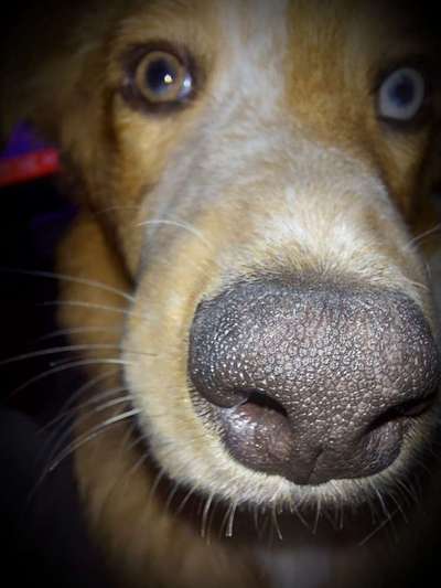 Zeigt mir die tollste Nahaufnahme von eurer Fellnase-Beitrag-Bild