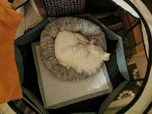 Hilfe bei der Erziehung eines älteren Hundes, der nachts oft in die Wohnung macht-Beitrag-Bild