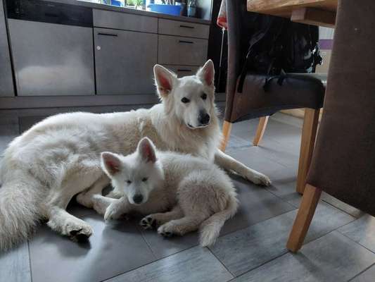 Weisse Schäferhunde-Beitrag-Bild