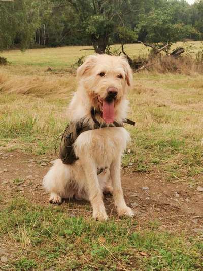 Hundetreffen-Gassi und spielrunde im Colditzer Forst-Bild