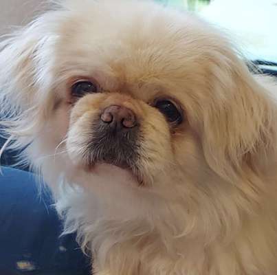 Pekinese/Pekingese-Beitrag-Bild
