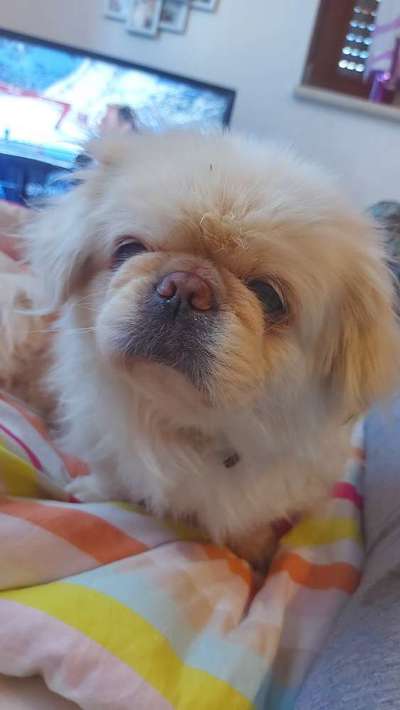 Pekinese/Pekingese-Beitrag-Bild