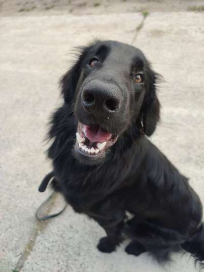 Flat Coated Retriever-Beitrag-Bild