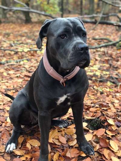 Hundetreffen-Bella Ciao…-Bild